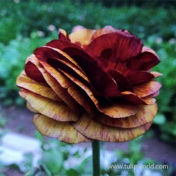 Tecolote® Ranunculus Cafe 7 Tecolote® Ranunculus Cafe -Plants Shop 28105 cafe ranunculus 4