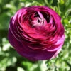 TecoloteĀ® Ranunculus Merlot 1 TecoloteĀ® Ranunculus Merlot -Plants Shop 28106 merlot ranunculus 2