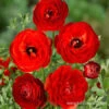 Tecolote® Ranunculus Red -Plants Shop 28107 red ranunculus