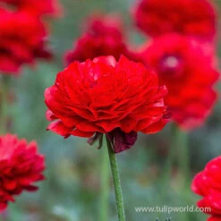 Tecolote® Ranunculus Collection 32 Tecolote® Ranunculus Collection -Plants Shop 28107 red ranunculus 2 2