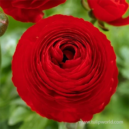 Tecolote® Ranunculus Collection 16 Tecolote® Ranunculus Collection - Image 15