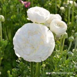 Tecolote® Ranunculus Collection 29 Tecolote® Ranunculus Collection -Plants Shop 28108 white ranunculus 2 1