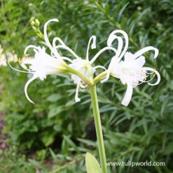 Festalis Ismene (Peruvian Daffodil) -Plants Shop 28109 peruvian daffodil 2