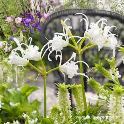 Festalis Ismene (Peruvian Daffodil) -Plants Shop 28109 peruvian daffodil 3