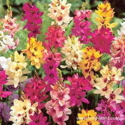 Unique Short Collection -Plants Shop 28112 ixia mix