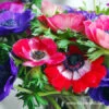 De Caen Mixed Anemone 2 De Caen Mixed Anemone -Plants Shop 28113 de caen mixed anemone