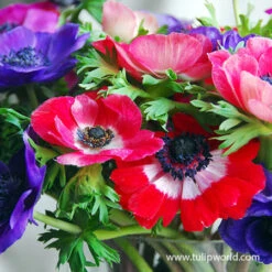 Instant Summer Garden Collection -Plants Shop 28113 de caen mixed anemone 2