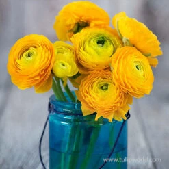 Tecolote® Ranunculus Yellow 7 Tecolote® Ranunculus Yellow -Plants Shop 28114 yellow ranunculus 2 1
