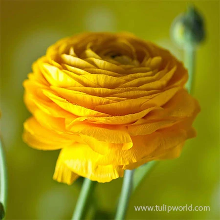 Tecolote® Ranunculus Yellow 4 Tecolote® Ranunculus Yellow - Image 2