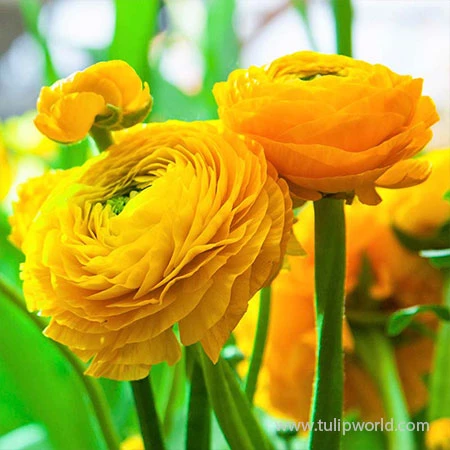 Tecolote® Ranunculus Yellow 3 Tecolote® Ranunculus Yellow
