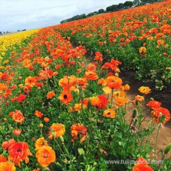 Tecolote® Ranunculus Collection 23 Tecolote® Ranunculus Collection -Plants Shop 28115 orange ranunculus 2 1
