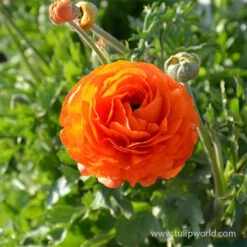 Tecolote® Ranunculus Sunset -Plants Shop 28115 orange ranunculus 3