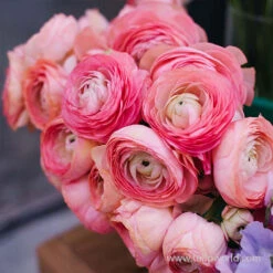 Tecolote® Ranunculus Collection 27 Tecolote® Ranunculus Collection -Plants Shop 28117 pink ranunculus 2 1