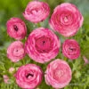 Tecolote® Ranunculus Pink -Plants Shop 28117 pink ranunculus 3 1