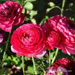 Tecolote® Ranunculus Pink -Plants Shop 28117 pink ranunculus 4