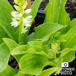 Sensational Summer Blooms Collection -Plants Shop 28118 pineapple lily 2