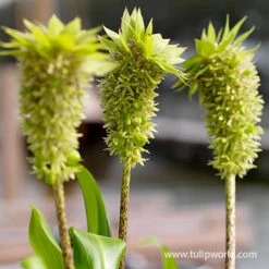 Sensational Summer Blooms Collection -Plants Shop 28118 pineapple lily