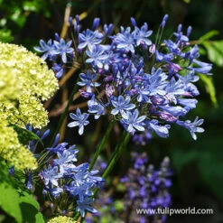 All Blue Summer Collection 17 All Blue Summer Collection -Plants Shop 28120 blue triumphator agapanthus