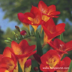 Freesia Collection -Plants Shop 28123
