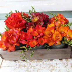 Freesia Collection -Plants Shop 28123 oberon freesia 1