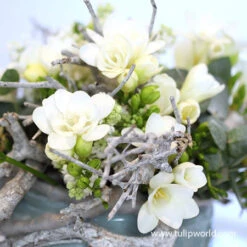 Freesia Collection -Plants Shop 28124 ballerina freesia