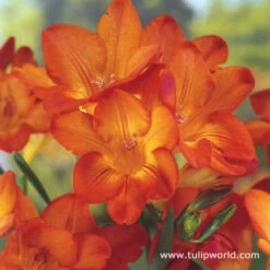 Freesia Collection -Plants Shop 28125