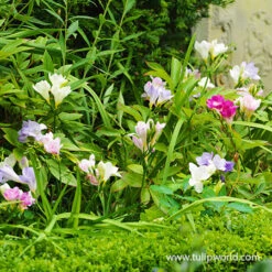 Instant Summer Garden Collection -Plants Shop 28126 mixed freesia 1