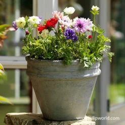 Instant Summer Garden Collection -Plants Shop 28128 st brigid mix 2 2