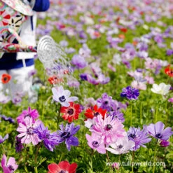 Instant Summer Garden Collection -Plants Shop 28128 st brigid mix 3