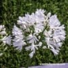 White Superior Agapanthus