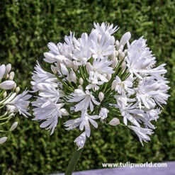 White Superior Agapanthus