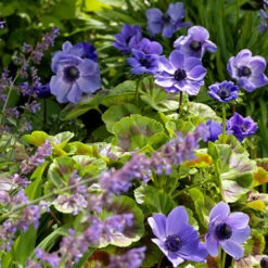 All Blue Summer Collection 22 All Blue Summer Collection -Plants Shop 28154 1