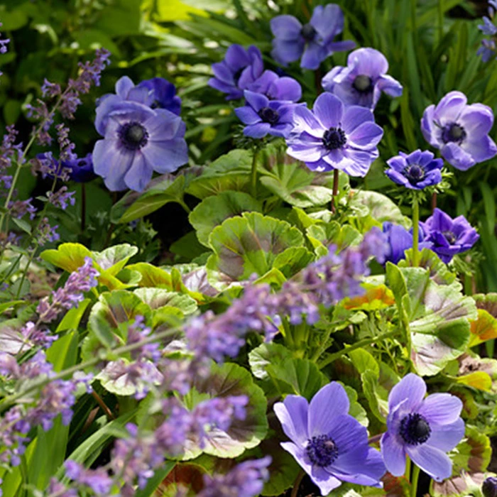 All Blue Summer Collection 12 All Blue Summer Collection - Image 10