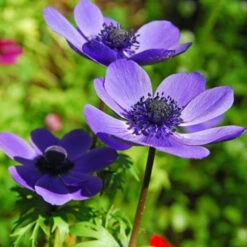 Mr Fokker Anemone -Plants Shop 28154 2