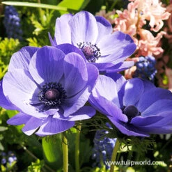 All Blue Summer Collection 21 All Blue Summer Collection -Plants Shop 28154 mr fokker 1