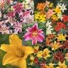 Ultimate Perennial Value Collection -Plants Shop 29130