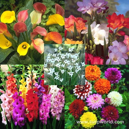 Ultimate Value Collection For Sun 3 Ultimate Value Collection For Sun