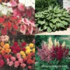 Ultimate Value Collection For Shade -Plants Shop 29132