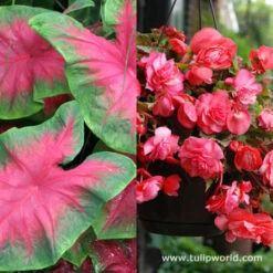 Shade Basket And Border Collection