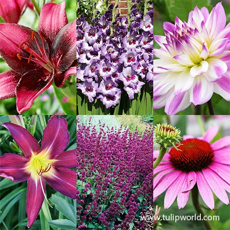 All Purple Summer Collection 3 All Purple Summer Collection