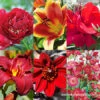 All Red Summer Collection -Plants Shop 29145 all red summer collection