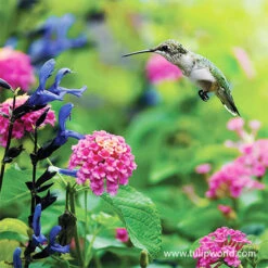 Butterfly And Hummingbird Garden Jumbo Seed Pack
