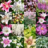Summer Flowering Lily And Perennial Sampler Pack 2 Summer Flowering Lily And Perennial Sampler Pack -Plants Shop 29157 summer lily and perennial sampler pack