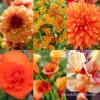 All Orange Summer Collection 2 All Orange Summer Collection -Plants Shop 29158 all orange summer collection