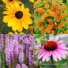 Summer Pollinator Garden -Plants Shop 29159 summer pollinator garden
