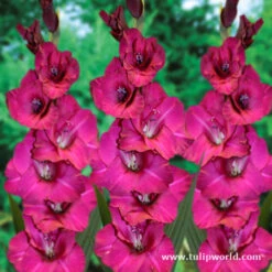 Violaceaous Gladiolus Collection 9 Violaceaous Gladiolus Collection -Plants Shop 3014