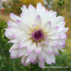 Blushing Bride Dahlia Collection -Plants Shop 3100 1