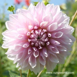 Blushing Bride Dahlia Collection -Plants Shop 3103