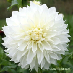 Blushing Bride Dahlia Collection -Plants Shop 3106 1