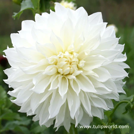 Sunny Side Up Dahlia Collection 7 Sunny Side Up Dahlia Collection - Image 5